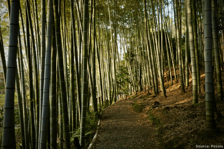 forest with a path