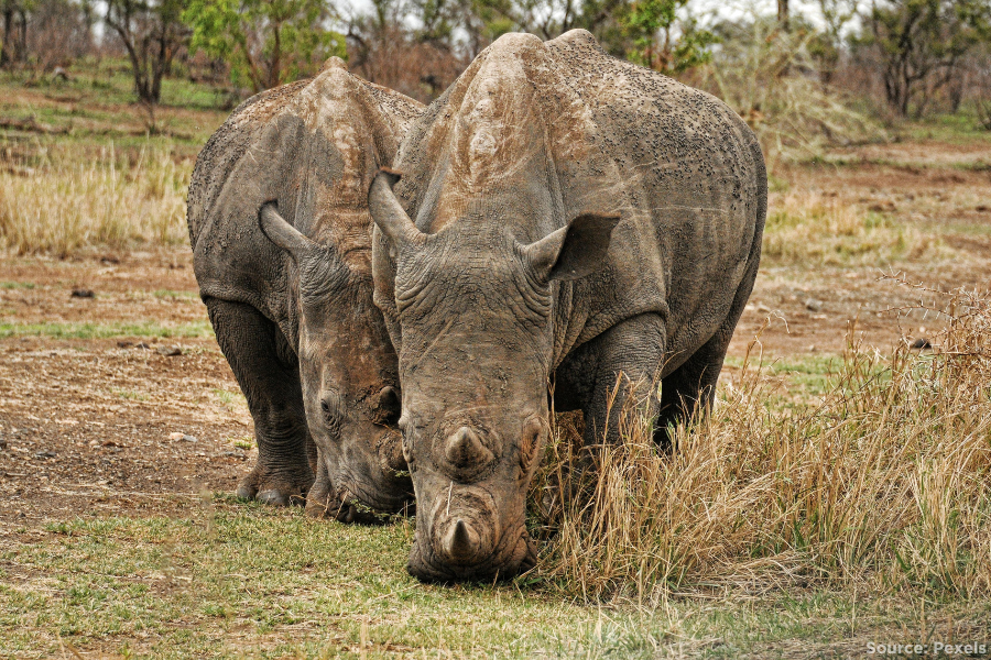 two rhinos grazing