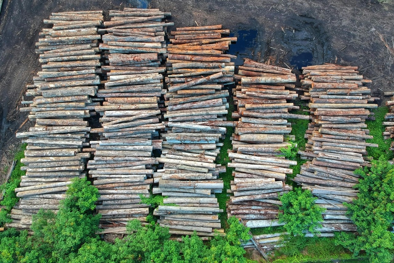 stacked piles of logs